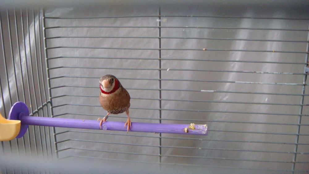 большая клетка для птиц 83 см75см 41см