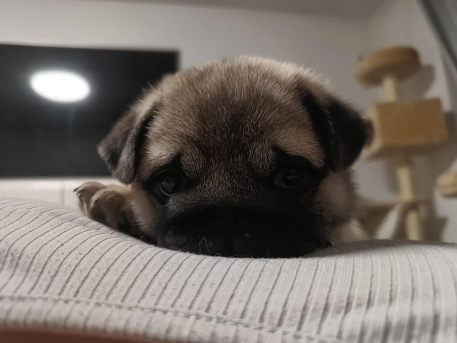 Mops chłopczyk do rezerwacji