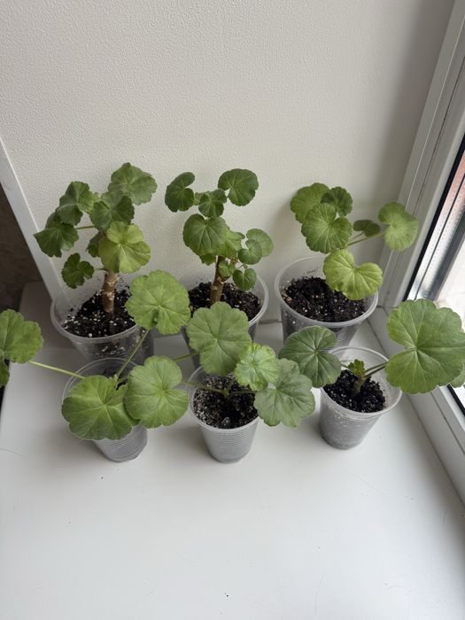 Пеларгонія/герань