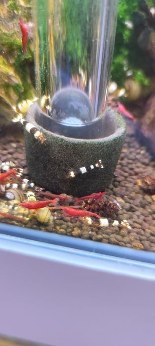 Caridinas crystal black e red puras e neocaridina Yellow néon back