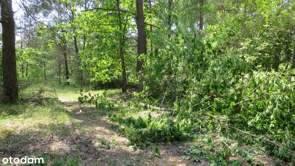 sprzedam działkę rekreacyjną nad jeziorem Jasień - Widok 2