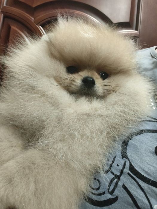 Померанский шпиц девочка Киев