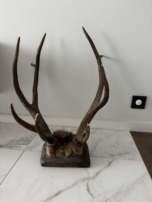 Рога оленя Марал 1977