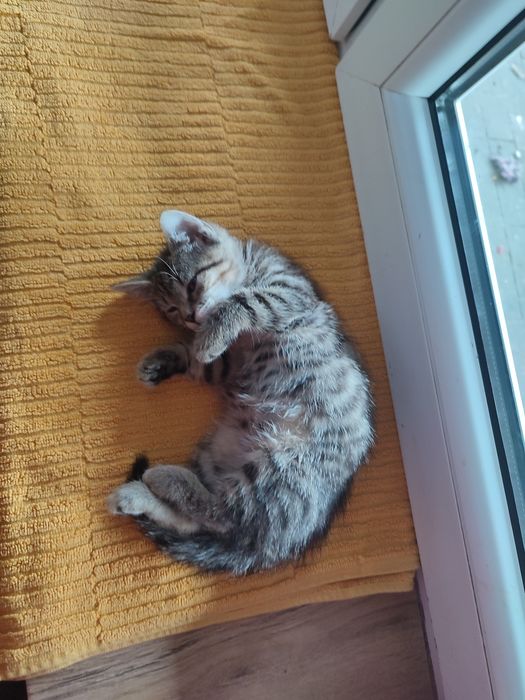 Oddam kotki w dobre ręce