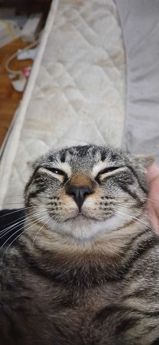 Estou a doar um gato muito docil