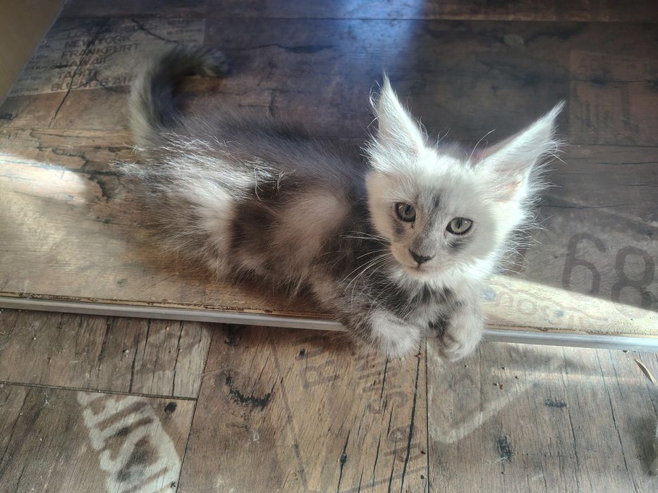 Maine coon, olbrzymi kot, kocur
