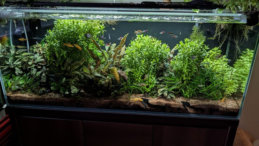 Sowplant Hedyotis Salzmanii Bacopa Compacta