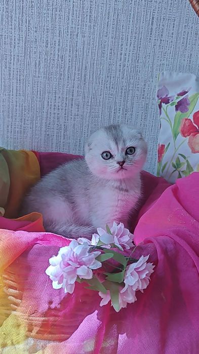 Вислоухие девочка и мальчик серебристые шиншиллы