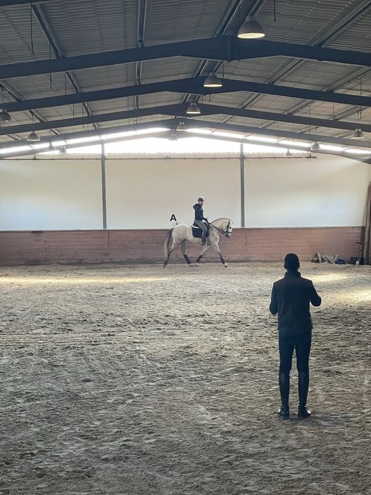 Cavalo Lusitano Puro