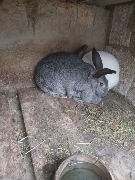 Продаються  кролики