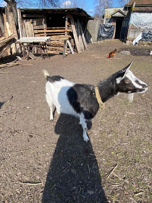 Дійна коза продаю