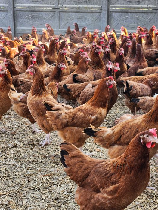 Kury Nioski młode od 8 do 26 tygodnia ! Dowóz GRATIS !