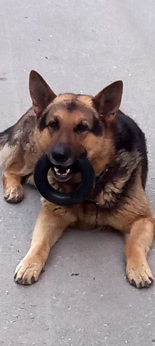 Продам кольцо  PULLER MIDI для тренировки собак