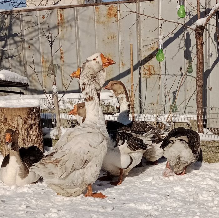 Холмогоські гуси(ія.яйце ,гусенята,гусак на плем'я)
