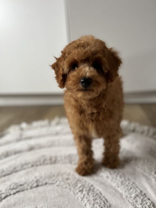 Maltipoo /pudelek/ red chłopak
