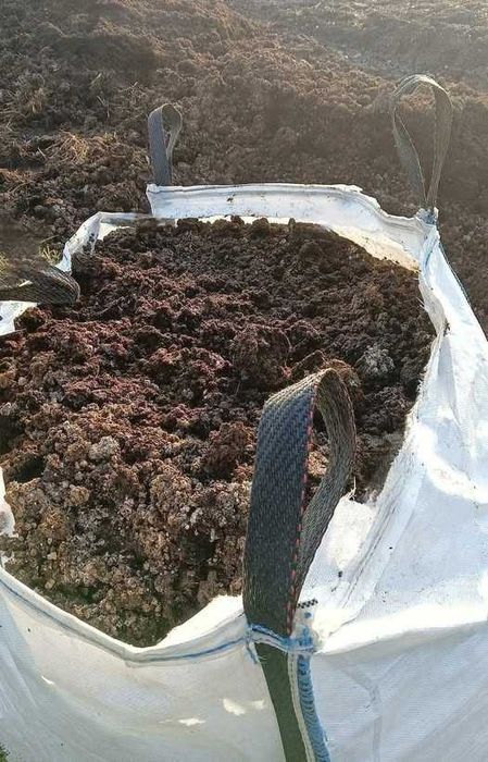 Kurzak | Bezściółkowy obornik kurzy | Bez podkładu | 500kg | Transport | BigBag | Naturalny nawóz | Surowy, niesuszony