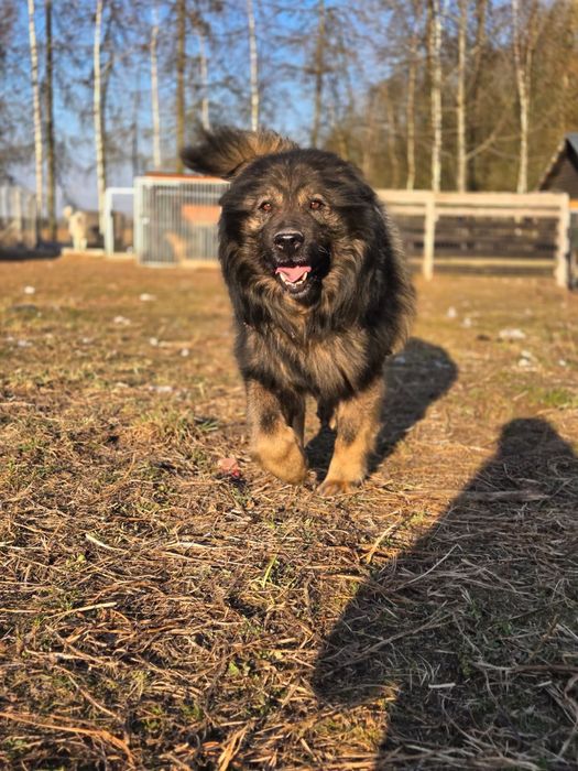 Pers - owczarek kraski do adopcji, oddam za darmo