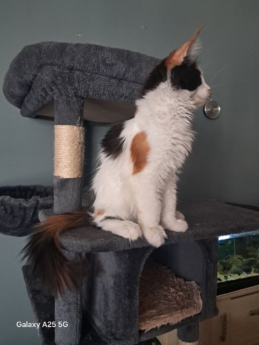 Kotka rasy Maine Coon