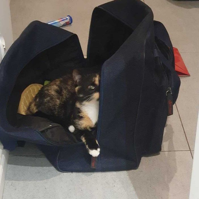 Adoptuj Shirę! – Twoją nową partnerkę do wspólnego czytania książek.