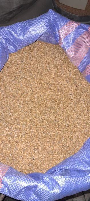 Sprzedam gorczycę białą