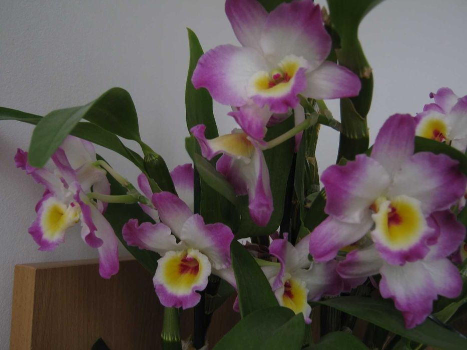 Дендробіум нобіле