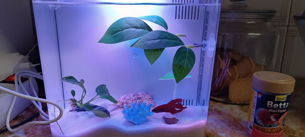 Aquário completo com Betta