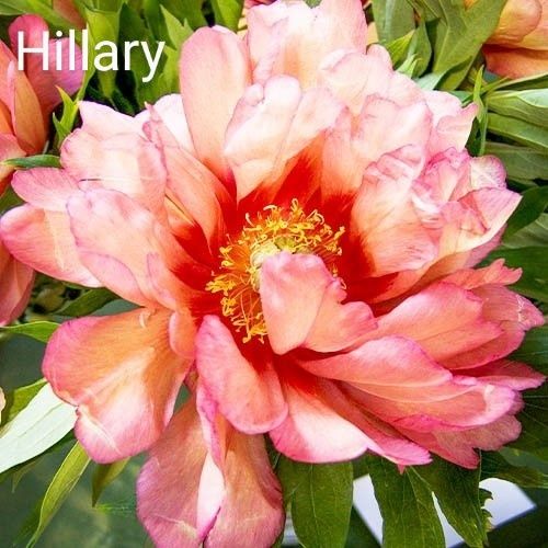 Півонії ІТО.Кореневища