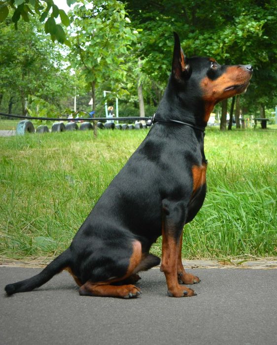 Цвергпінчер (мініатюрний пінчер), в'язка