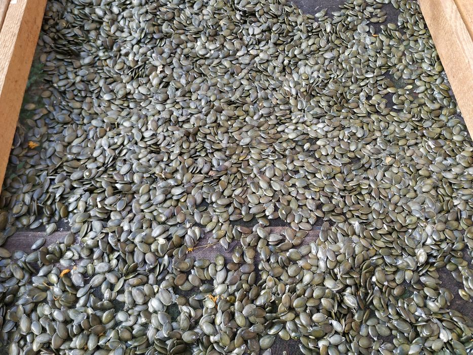 Насіння гарбуза, голонасінні.