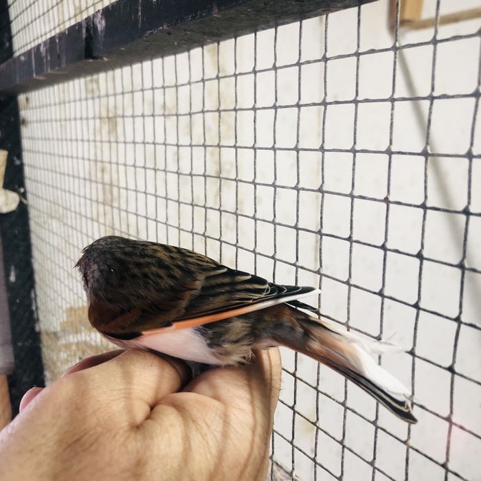 MESTIÇOS DE CHAMARIZ 2022/2023