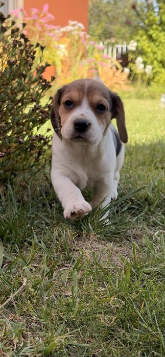 Beagle fêmea tricolor