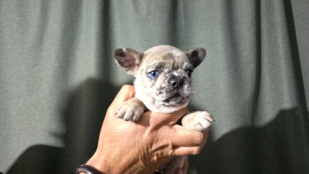 Bulldog francês disponivel femea