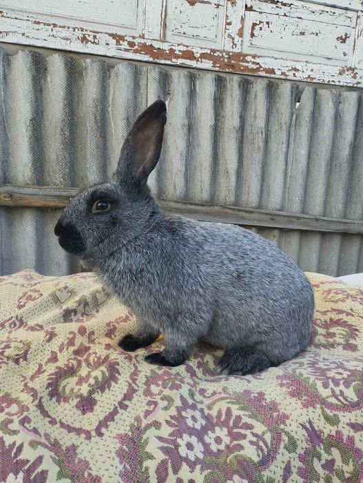 Кролі полтавське срібло