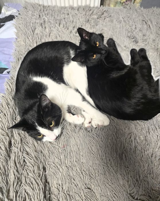 Котики в добрі руки