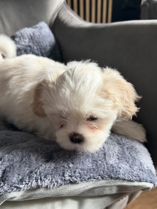 Shih tzu sunia bicolor
