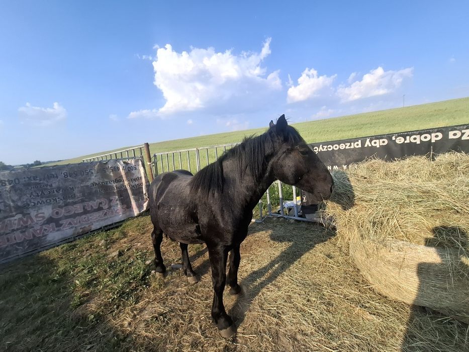 Karo-srokaty  1.5roku w dobre ręce  możliwość transportu