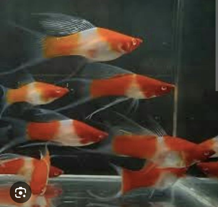 Mieczyk koi lira i standard