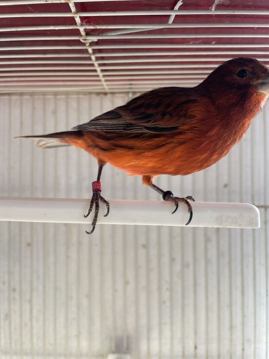 Canarios negro vermelho