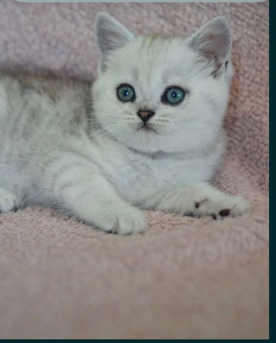 Шотландські котята блюпоінт