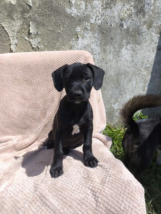 Cachorros para adopção