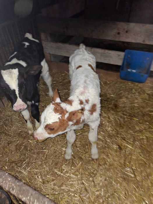 Cielak byczek cielak byczek