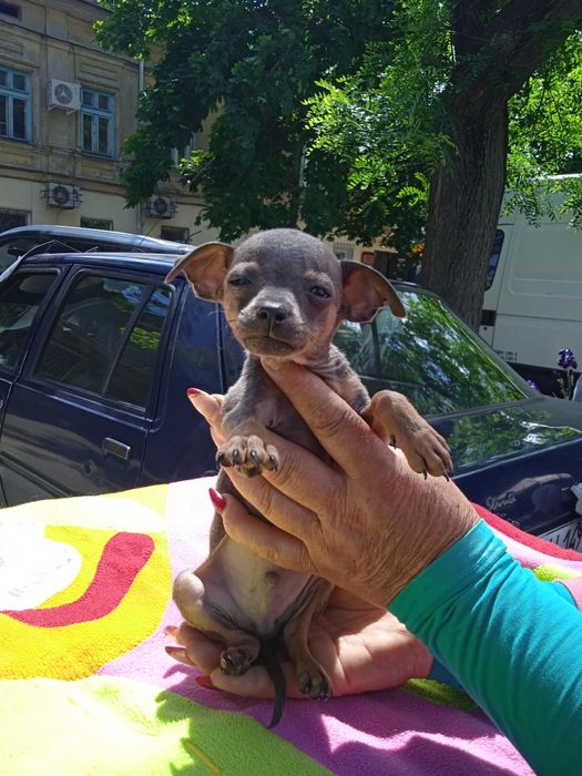 Той терьер  мини