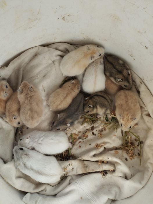 Джунгарські хомячки