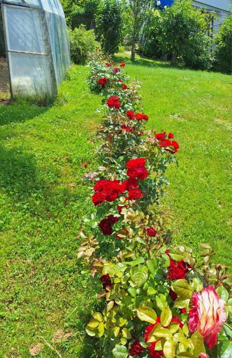 Działka rekreacyjna "ROD" Rajsy Krosno