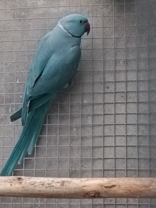 Casal  ringneck reprodutor