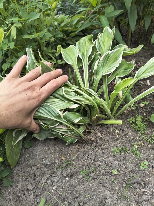 Hosta   sadzonki.