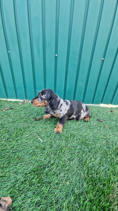 Teckel Black Merle Macho