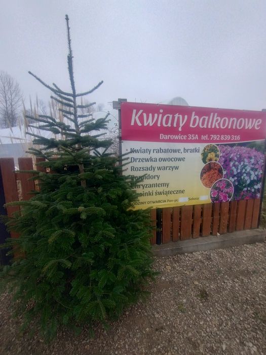 Choinki Darowice 35a