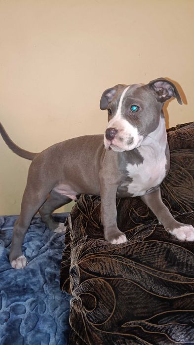 Amstaff błękitny samiec blue