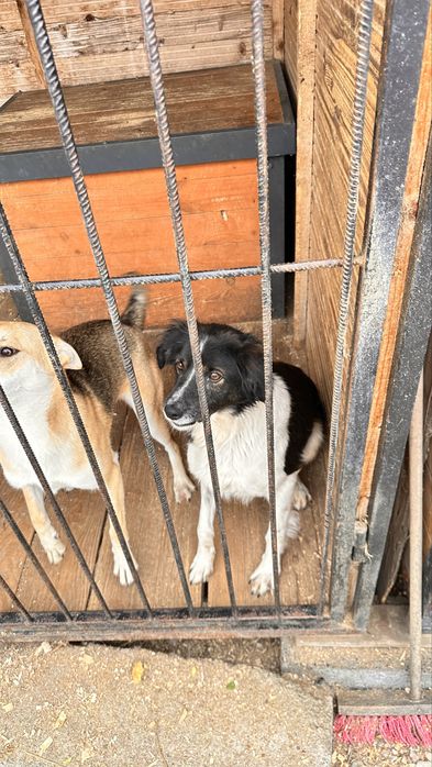 Песик 1 рік шукає сімʼю